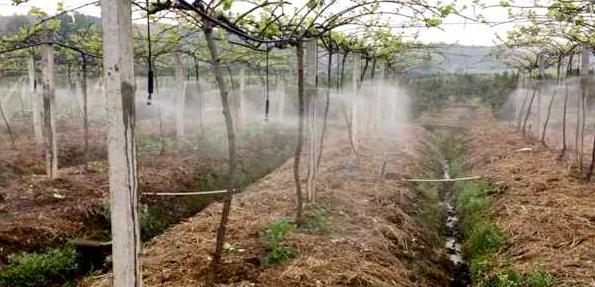 猕猴桃种植四川吊喷节水灌溉