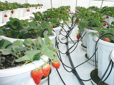 四川大棚微喷系统安装时应考虑那些因素